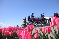 bloemenrit2012-18l