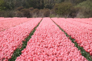 Bloemenrit 2016