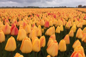 Bloemenrit 2017