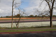 bloemenrit2017_17