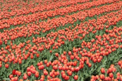 bloemenrit2017_19