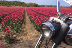 bloemenrit2017_26