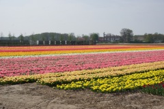 bloemenrit2018_15