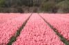 bloemenrit2016_28s