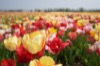 bloemenrit2018_18s